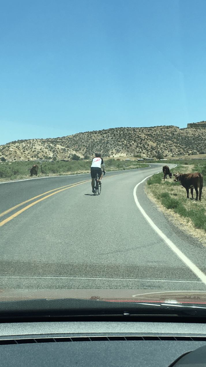 Al With Wild Steer On Road