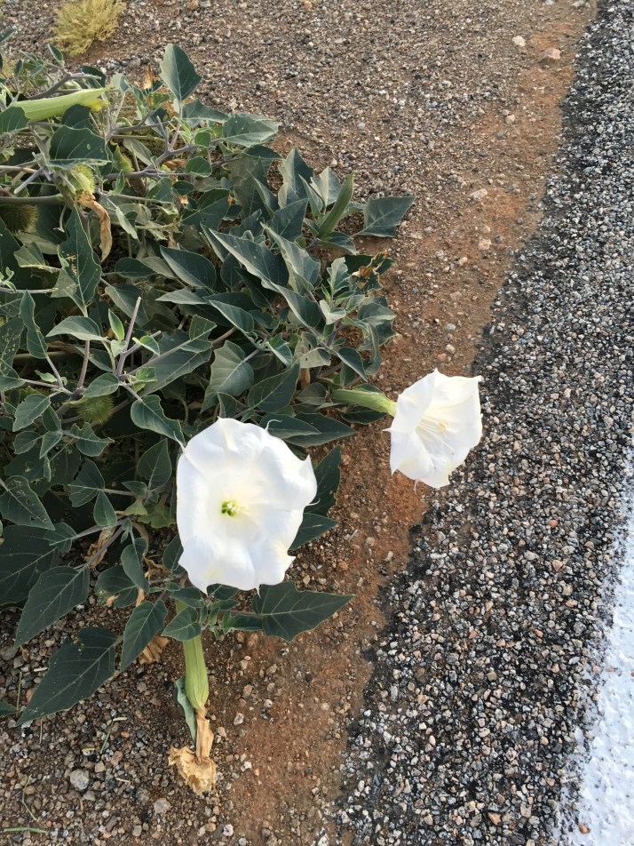 Desert Flowers 2