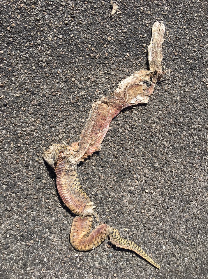 Rattlesnake Road Kill IMG_3442